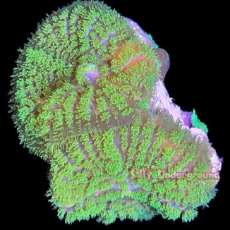 Salty Underground: Radioactive Rhodactis Mushroom