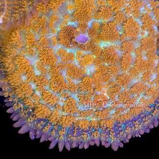 Salty Underground: Superman Rhodactis Mushroom