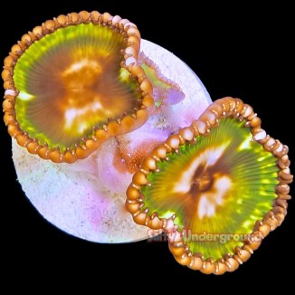 Salty Underground: Palythoa Grandis 1-2 Polyps