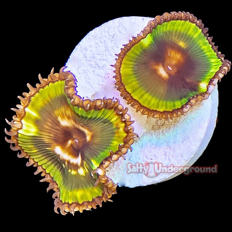 Salty Underground: Palythoa Grandis 1-2 Polyps