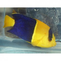 Bicolor Angelfish (Centropyge bicolor)