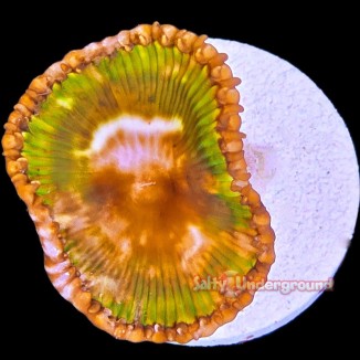 Salty Underground: Palythoa Grandis 1-2 Polyps