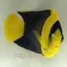 Bicolor Angelfish (Centropyge bicolor)