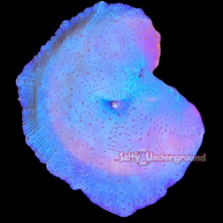 Salty Underground: Blueberry Discosoma Mushroom