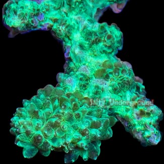 Salty Underground: Green Glow Stick Hydnophora