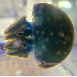 Blue Blubber Jellyfish...