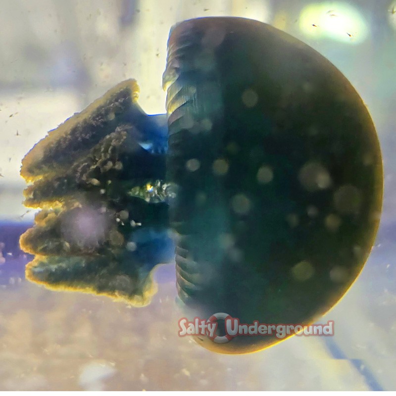 Blue Blubber Jellyfish (Catostylus mosaicus)