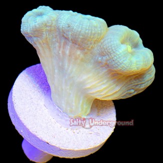 Salty Underground: Turquoise Candy Cane 2-4 Heads