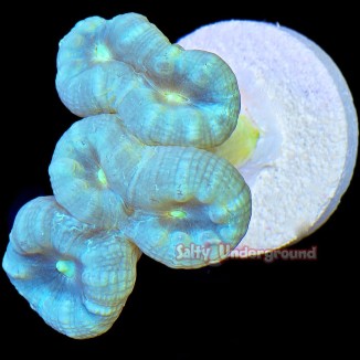 Salty Underground: Turquoise Candy Cane 6+ Heads