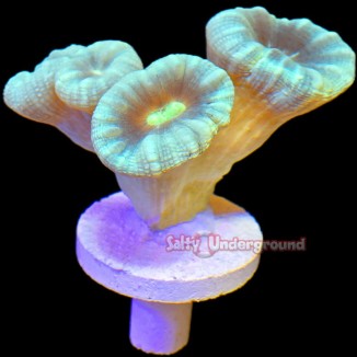 Salty Underground: Turquoise Candy Cane 6+ Heads