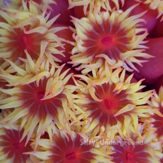 Salty Underground: Sun Coral 3-4 inch Colony