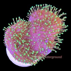 Neon Green Toadstool...