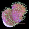 Neon Green Toadstool Leather Coral