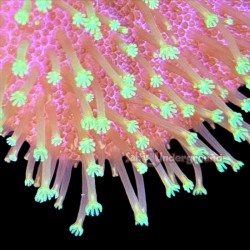 Neon Green Toadstool Leather Coral