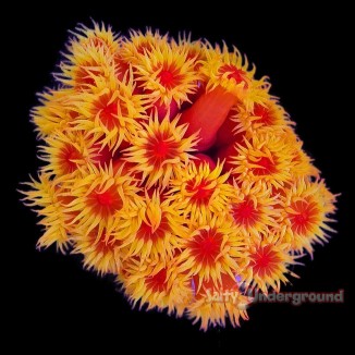 Salty Underground: Sun Coral