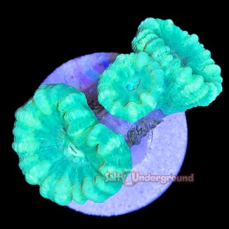 Salty Underground: Neon Green Candy Cane 2-3 Heads