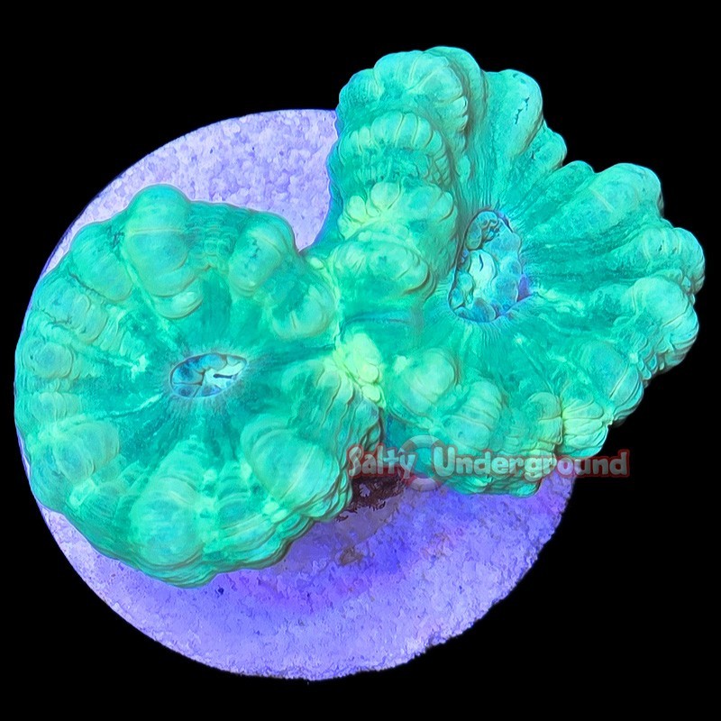 Salty Underground: Neon Green Candy Cane 2-3 Heads