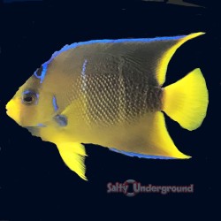 Townsend Angelfish