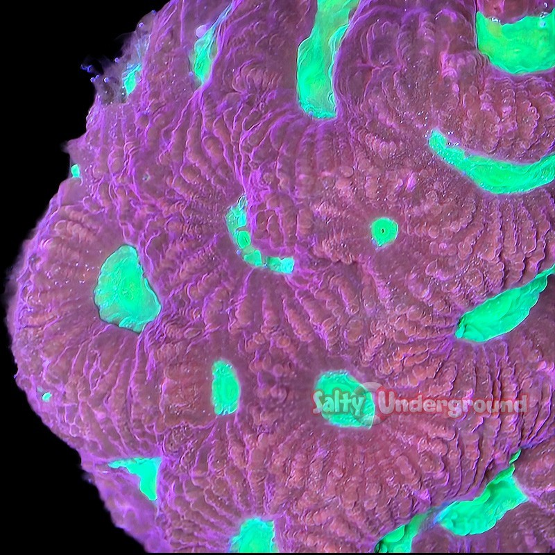 Salty Underground: Red War Favia