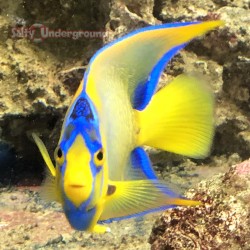 Blue Angelfish