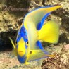 Blue Angelfish