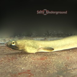 Seagrass Eel