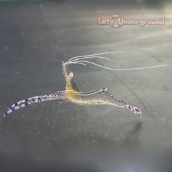 Pederson Cleaner Anemone Shrimp (Ancylomenes pedersoni)