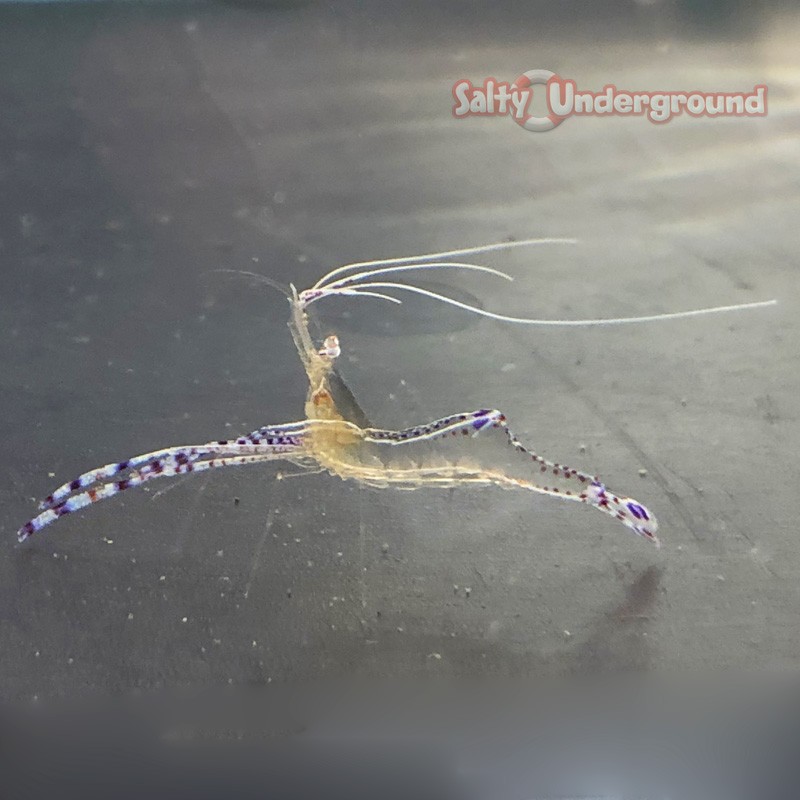 Pederson Cleaner Anemone Shrimp (Ancylomenes pedersoni)
