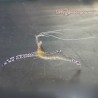 Pederson Cleaner Anemone Shrimp (Ancylomenes pedersoni)