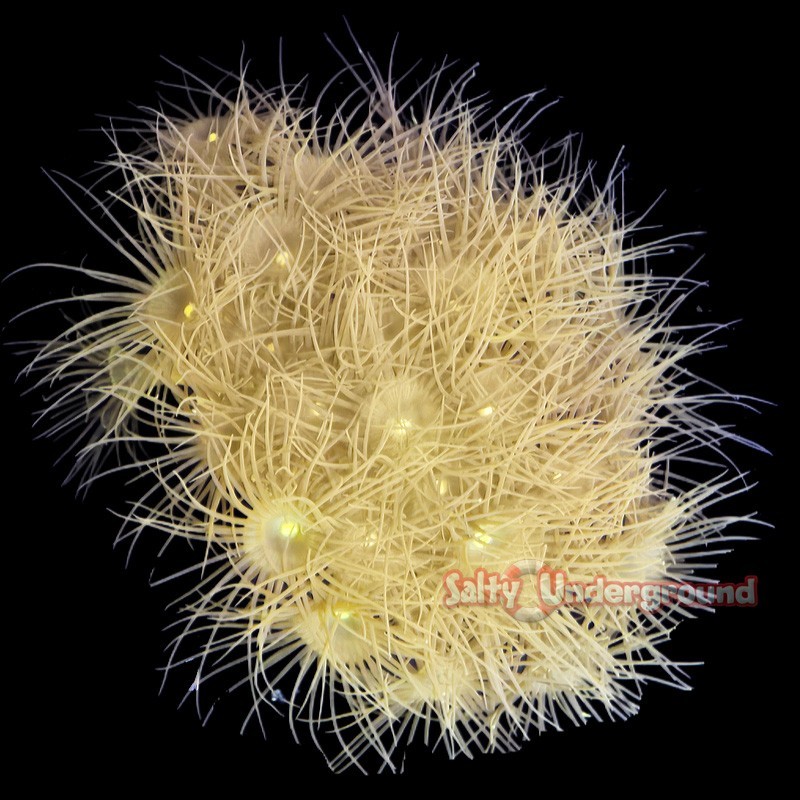 Salty Underground: Sunshine Yellow Polyps (Parazoanthus)