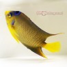 Queen Angelfish