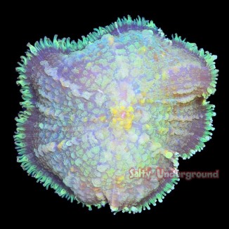 Salty Underground: Glowing Opal Rhodactis Mushroom