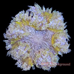 Ultra Rock Flower Anemone -...