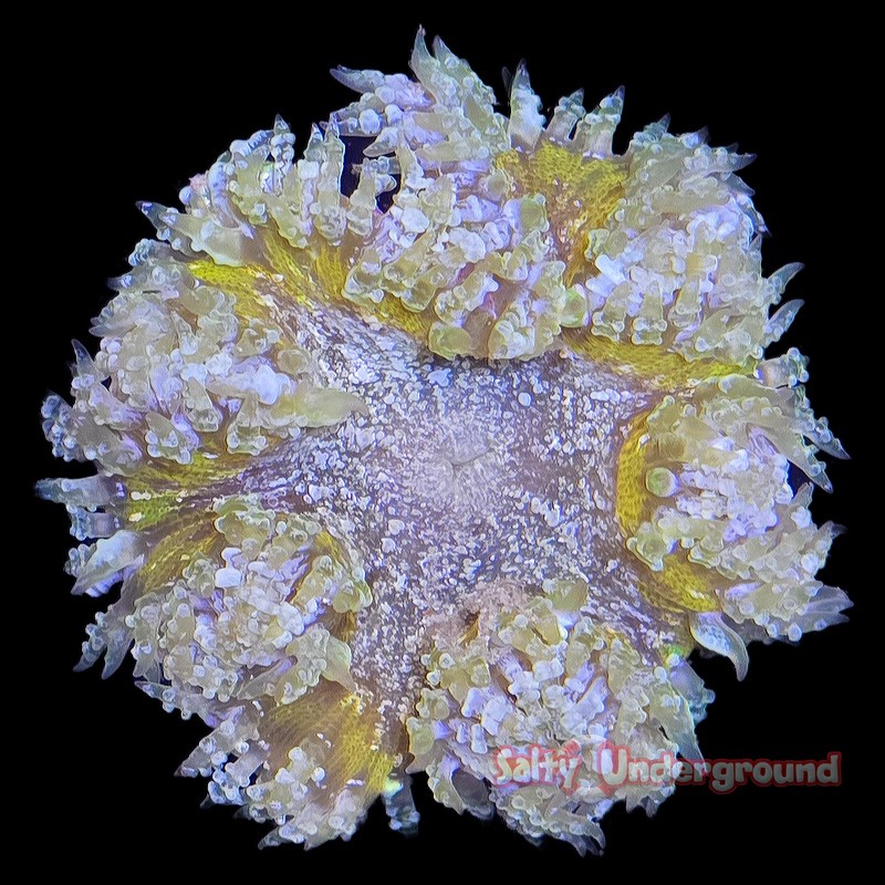 Ultra Rock Flower Anemone - Green Apple