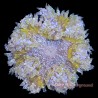Ultra Rock Flower Anemone - Green Apple