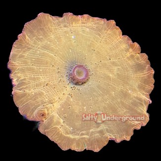Salty Underground: Ironman Discosoma Mushroom