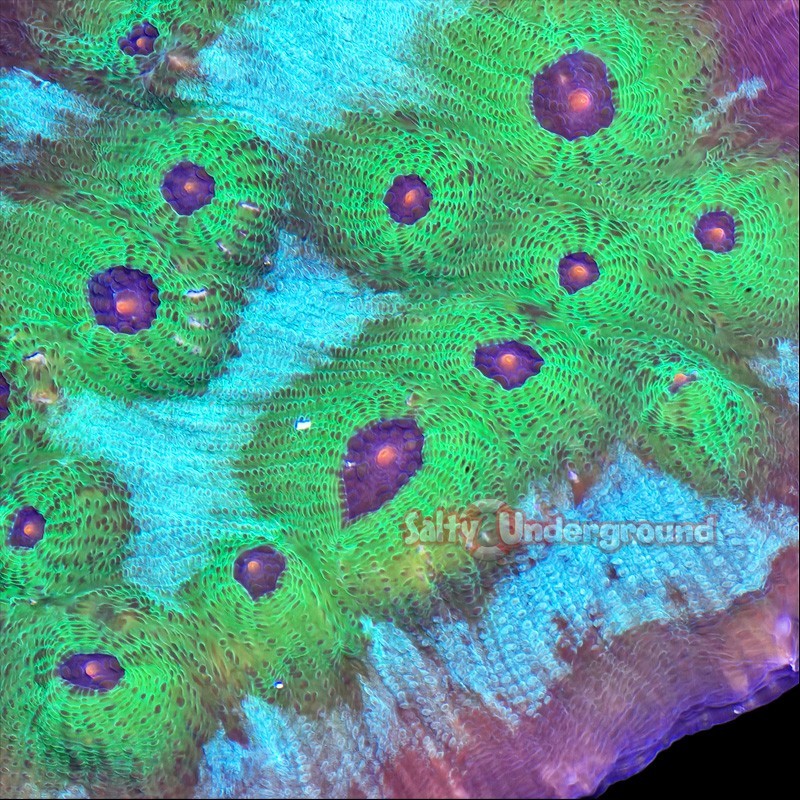 Salty Underground: Avatar Chalice Coral 1-2 inch