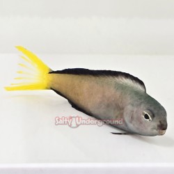 Harptail Blenny...