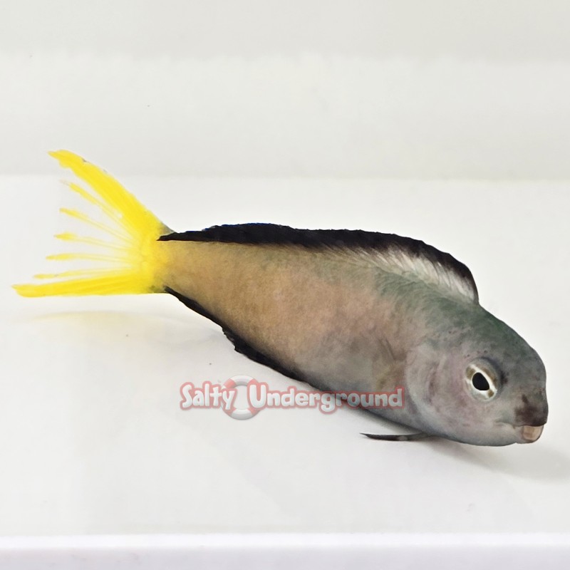 Harptail Blenny (Meiacanthus mossambicus)