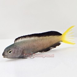 Harptail Blenny (Meiacanthus mossambicus)