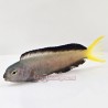 Harptail Blenny (Meiacanthus mossambicus)