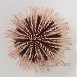 Soft Pink Pincushion Urchin
