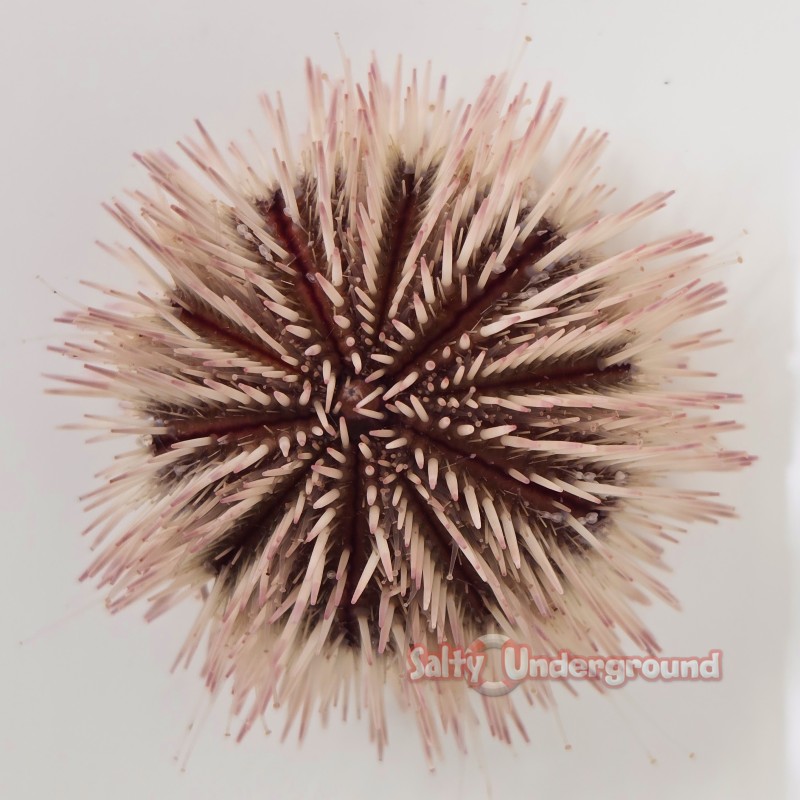 Soft Pink Pincushion Urchin