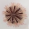 Soft Pink Pincushion Urchin