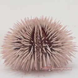 Soft Pink Pincushion Urchin