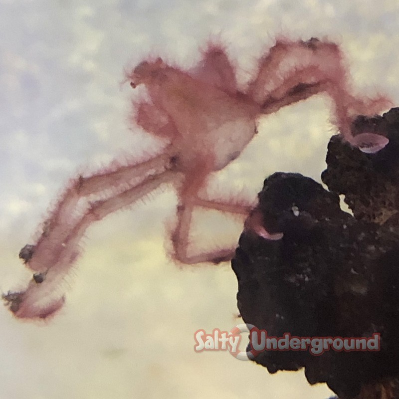 Orangutan Crab (Achaeus japonicus) red