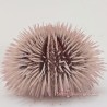 Soft Pink Pincushion Urchin