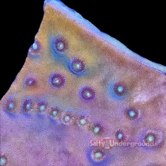 Salty underground: Scroll Coral (Tubinaria)