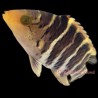Red Breasted Maori Wrasse