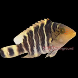 Red Breasted Maori Wrasse